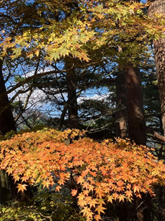 令和7年11月16日イタツミ尾根見ごろ