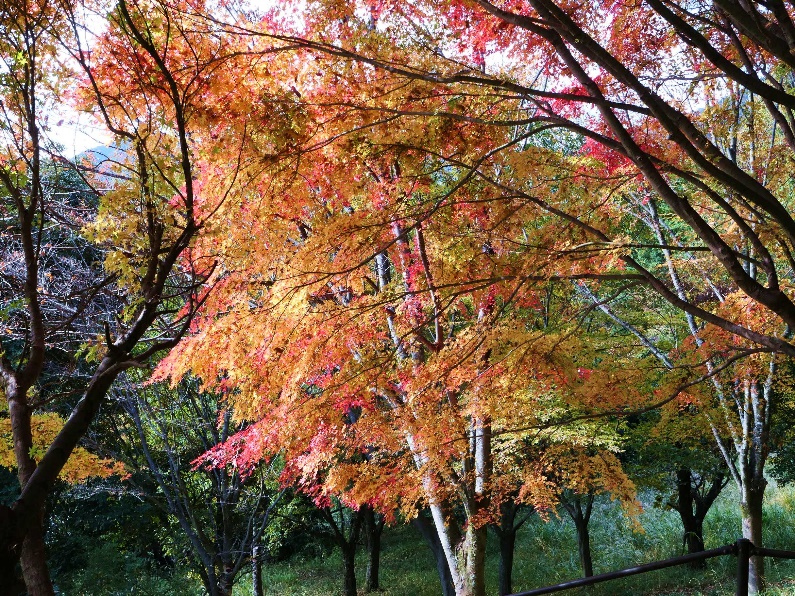令和7年11月16日秦野戸川公園見ごろ