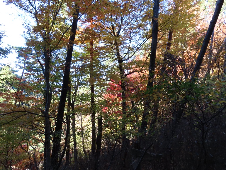 11月21日焼山 標高640メートル