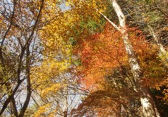 11月22日ヤビツ峠見ごろ