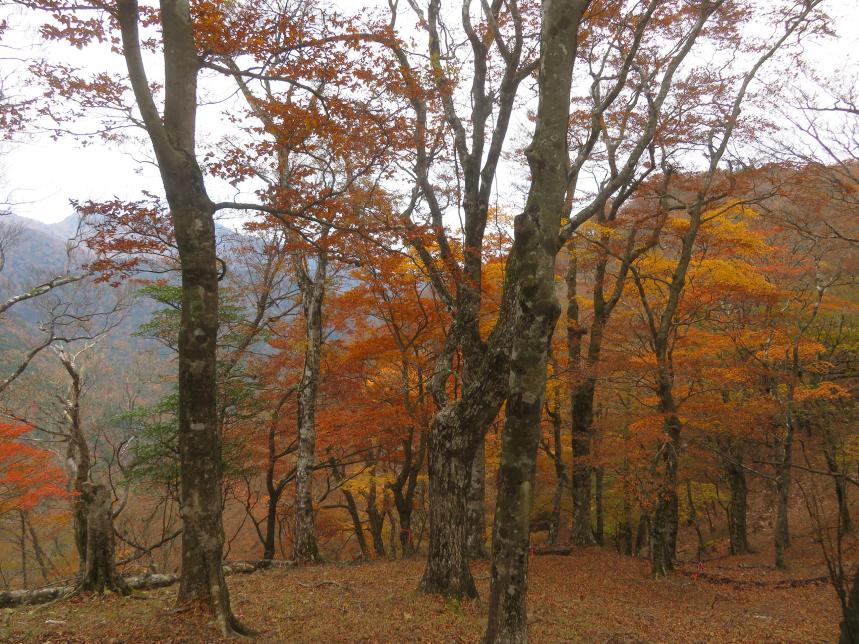 11月8日長尾尾根標高約1250メートル