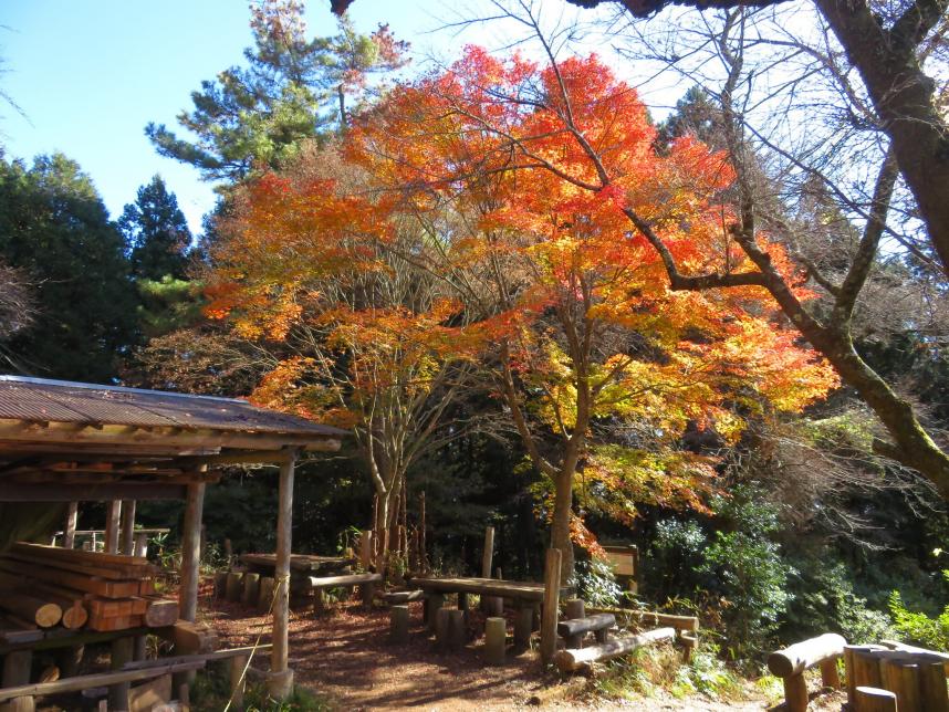 11月21日の明王峠の紅葉
