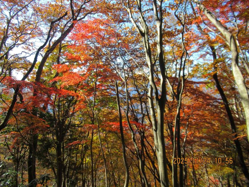 11月24日高取山山頂周辺の紅葉