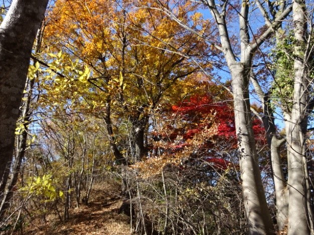 11月26日南山山頂周辺の紅葉