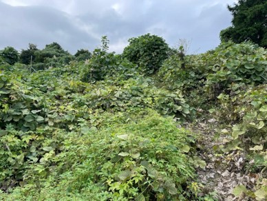 荒廃農地復旧事業_整備前(小田原市)