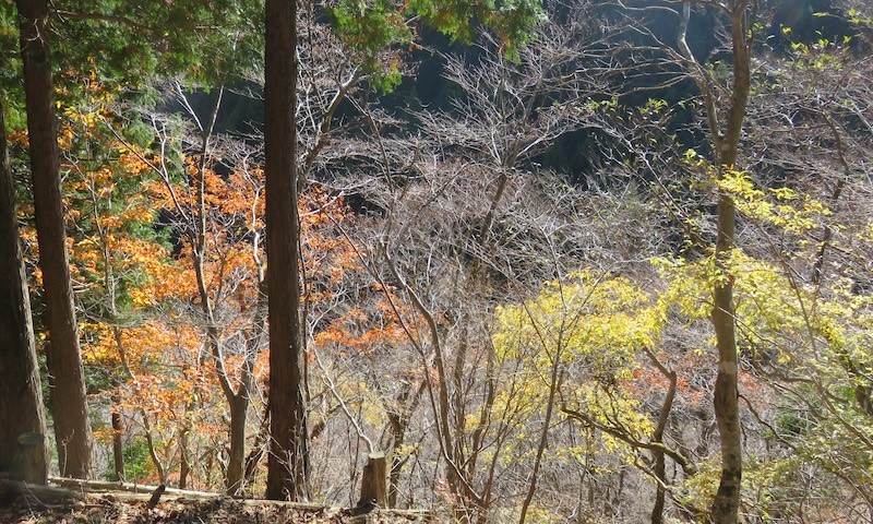 11月27日秦野峠