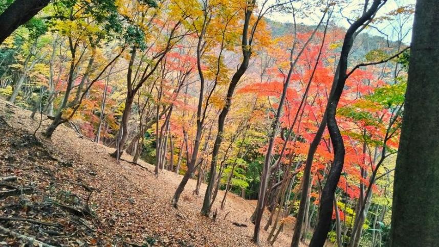 11月27日日向薬師周辺