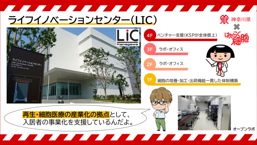 LIC(はたらく細胞）