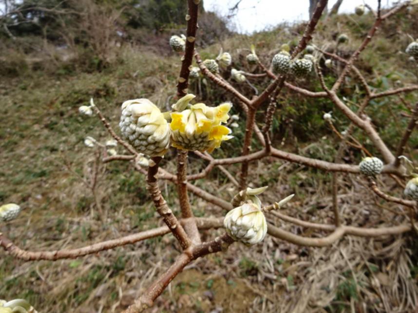 令和8年1月20日大山日向薬師