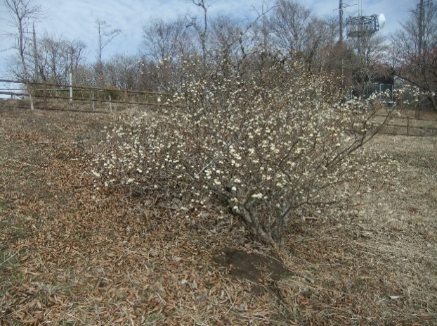 2月27日大野山山頂ミツマタ