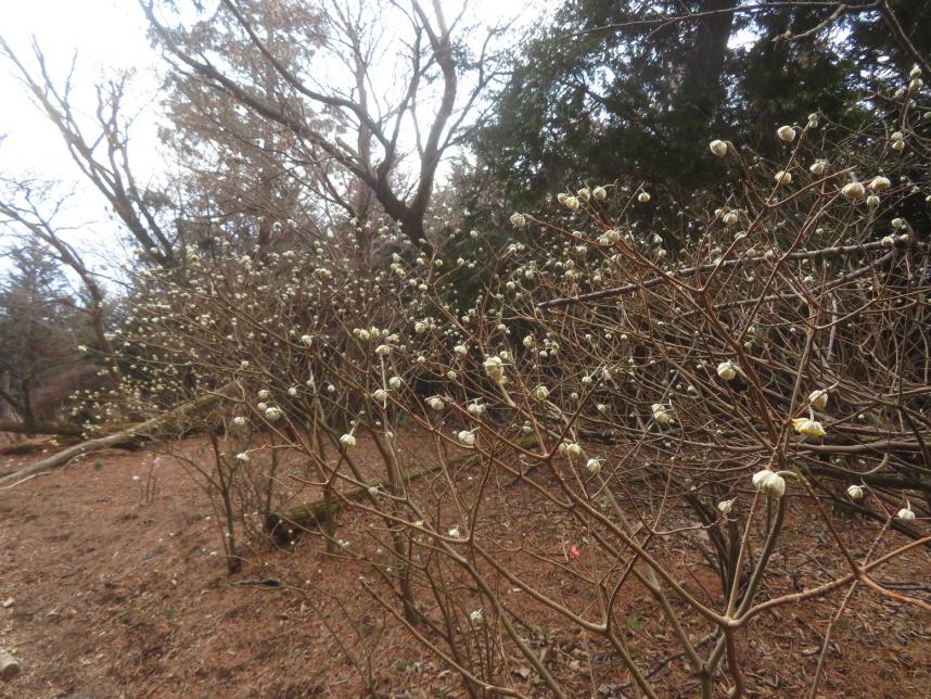 2月28日大山見晴台下ミツマタ