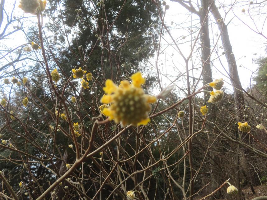 2月28日大山見晴台ミツマタアップ