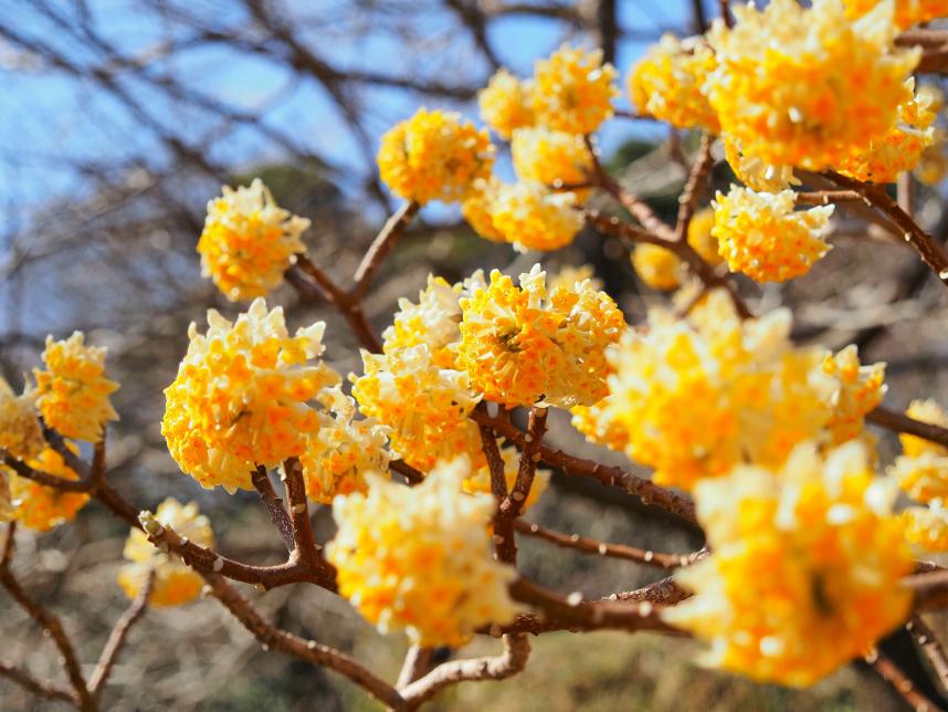 令和8年3月9日日向薬師ミツマタ