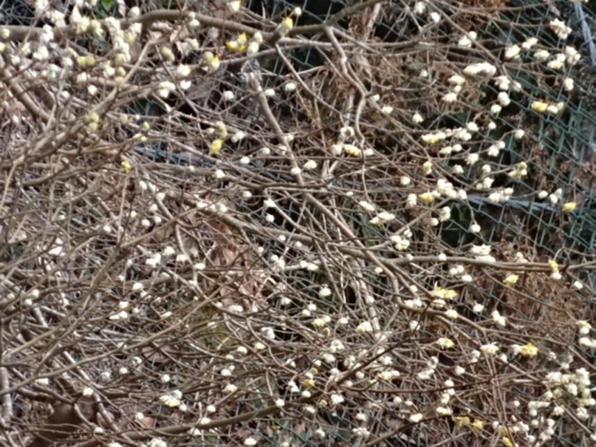 令和8年3月12日阿夫利神社下社周辺ミツマタ