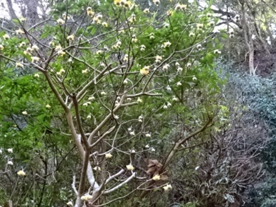 女坂のミツマタ