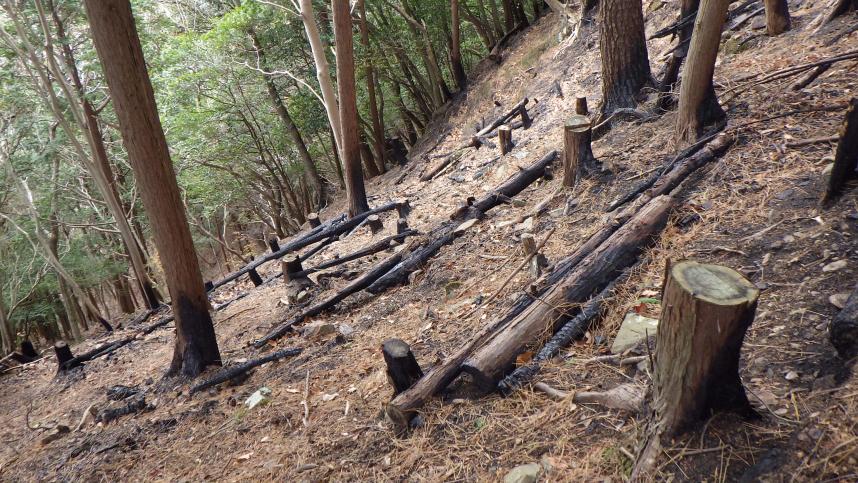 伊勢原市協定林