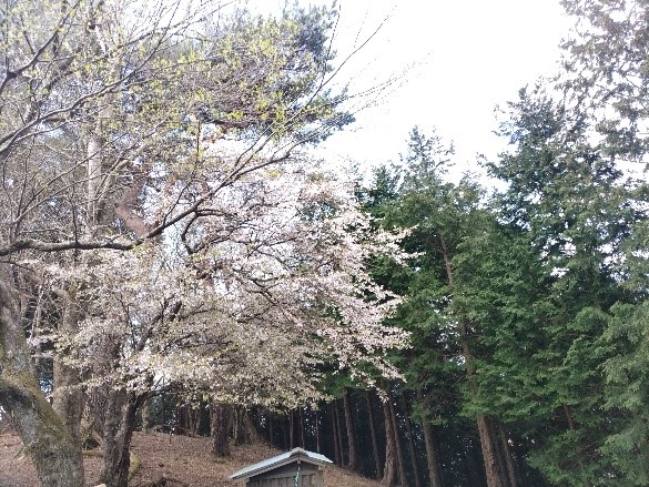 20260409大倉尾根堀山サクラ