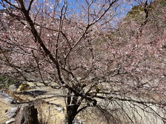 令和3月24日西丹沢ビジターセンター周辺サクラ