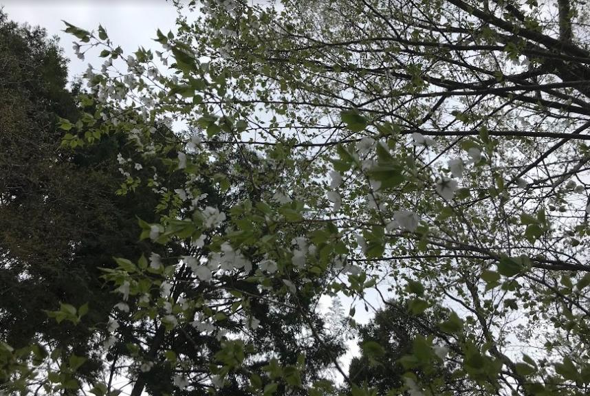 令和8年4月4日三ノ塔尾根標高600メートルサクラ