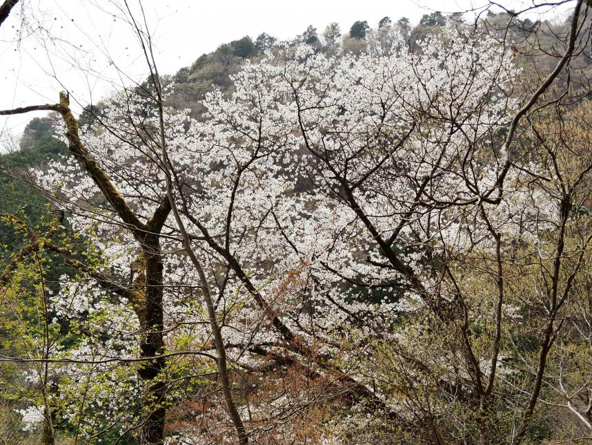 令和8年4月6日二俣サクラ