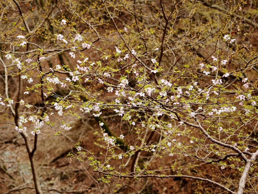 令和8年4月6日後沢乗越サクラ