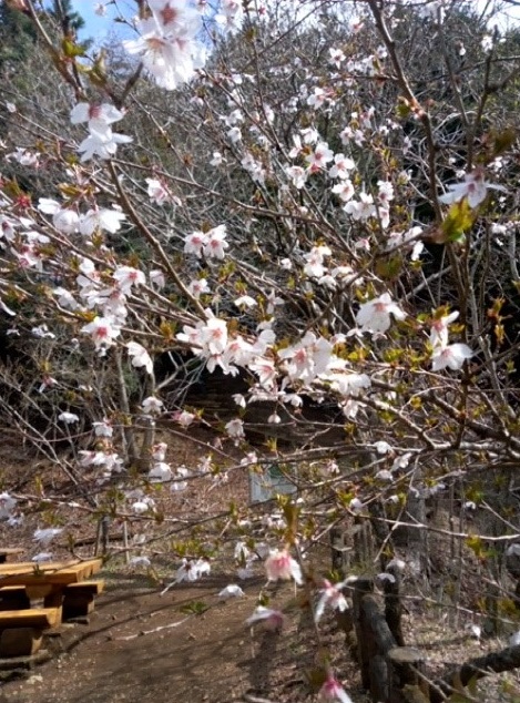 令和8年4月6日ヤビツ峠マメザクラ