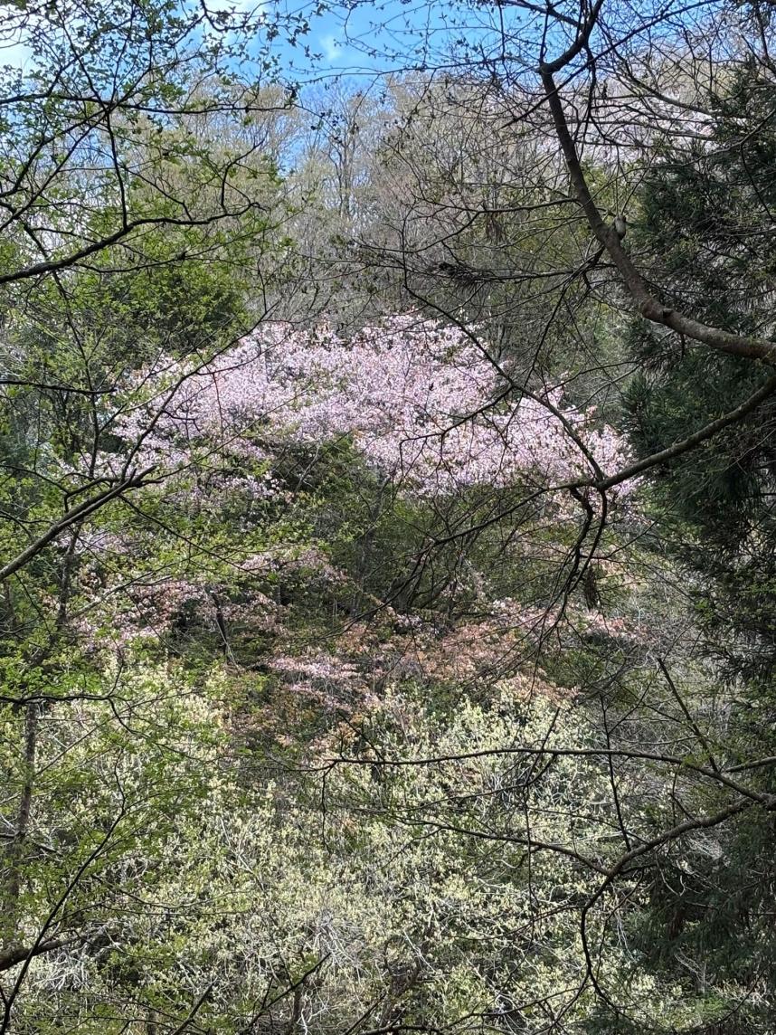 20260409石棚山稜H600mサクラ