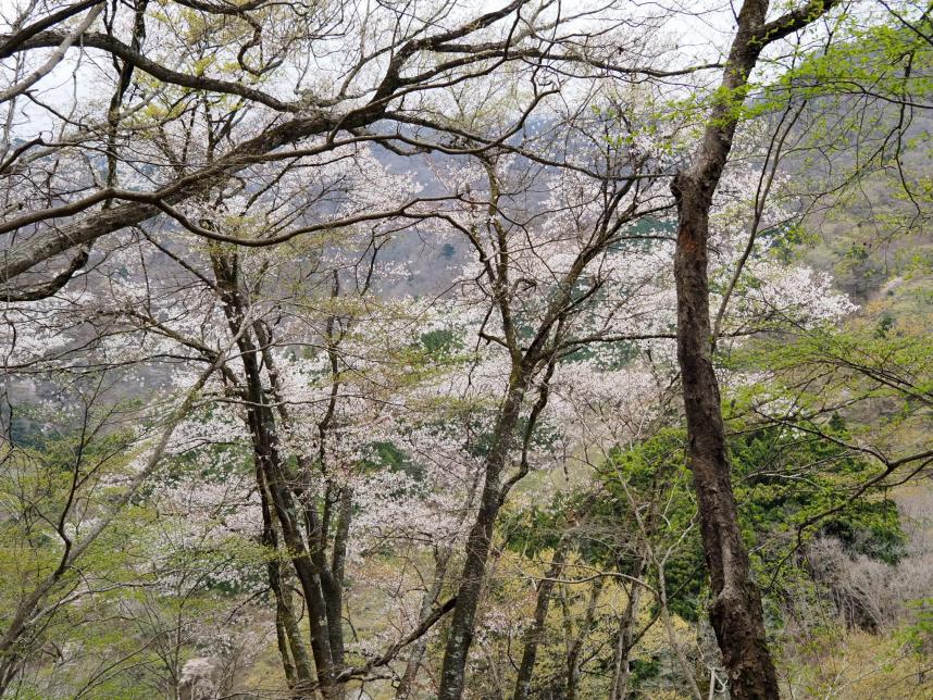 20260409ツツジ新道H650mサクラ