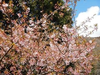 与瀬神社周辺のサクラ類