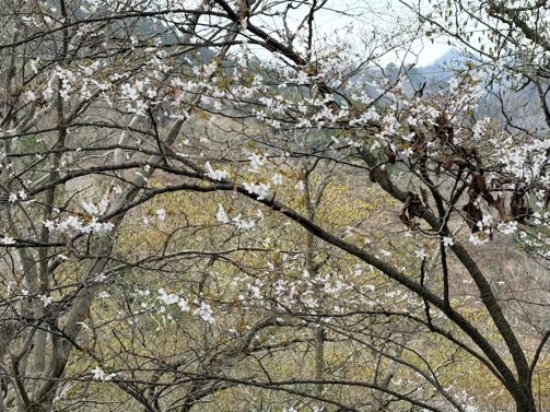 3月30日物見峠周辺のマメザクラ