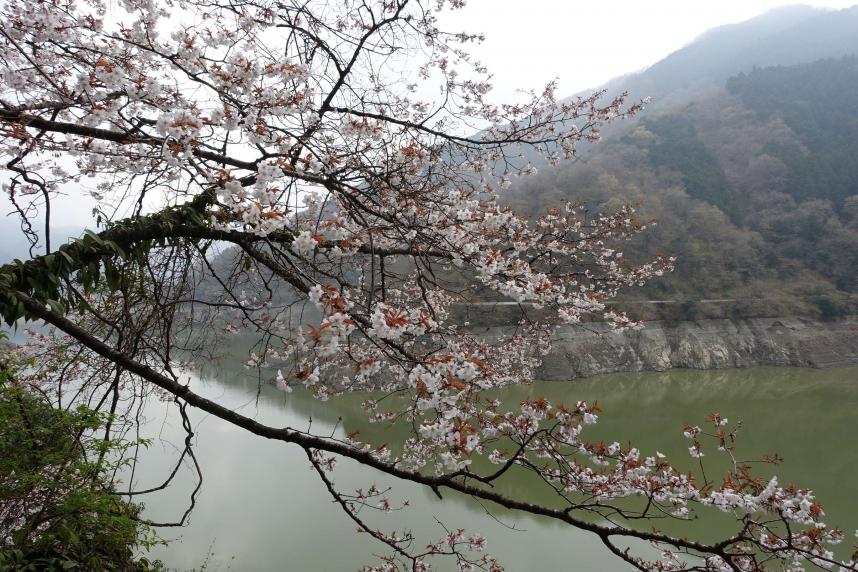 3月30日丹沢湖浅瀬周辺