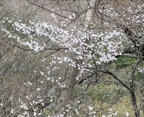3月30日物見峠周辺のマメザクラ