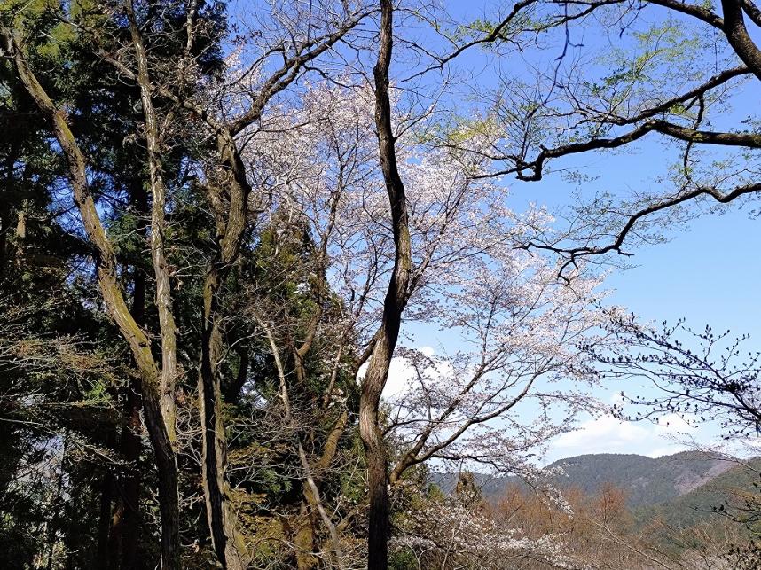 小仏城山標高約400メートル