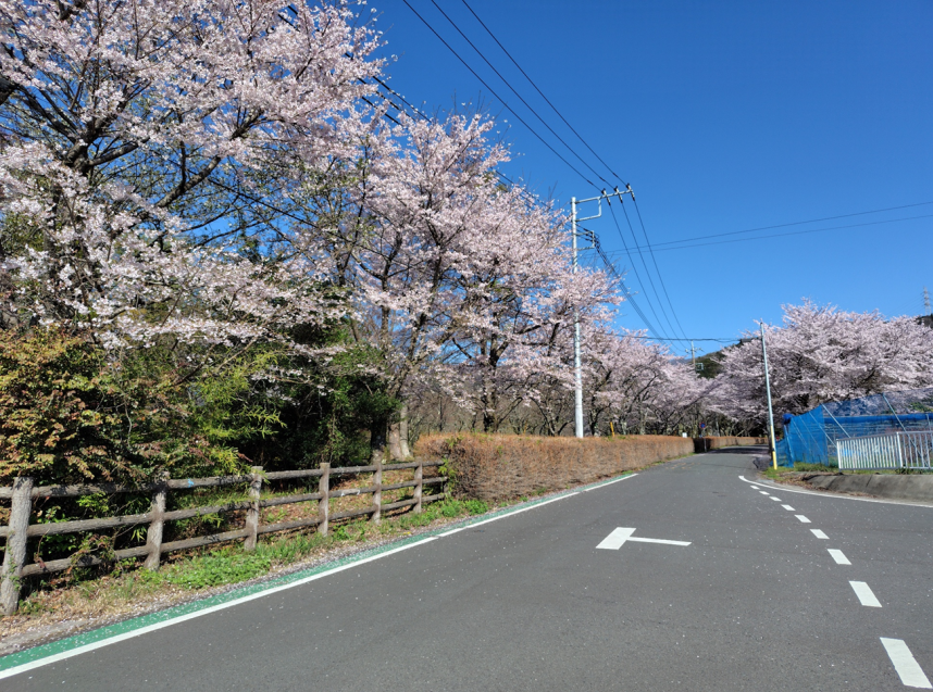 4月3日戸川公園周辺