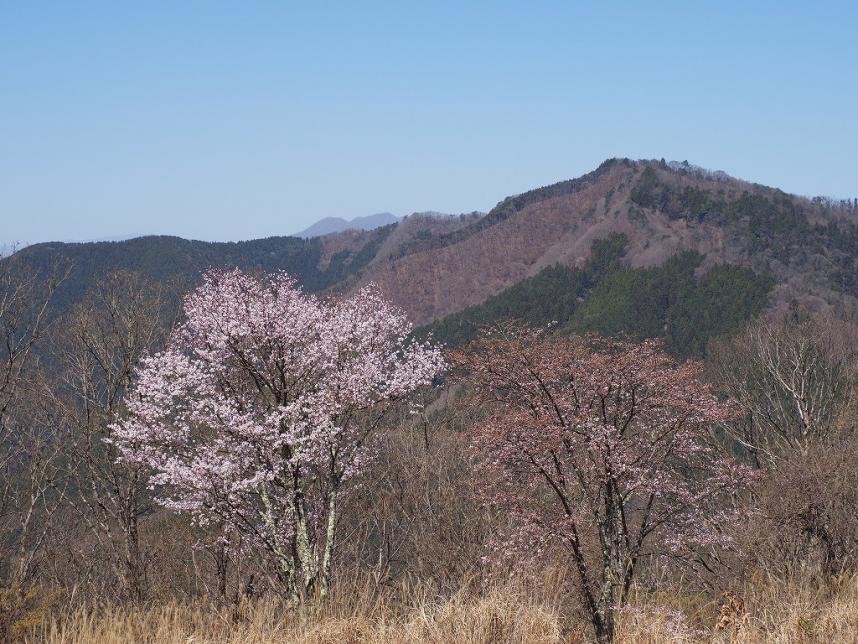 陣馬山山頂周辺のサクラ類