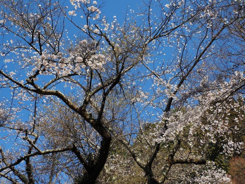 明王峠のサクラ