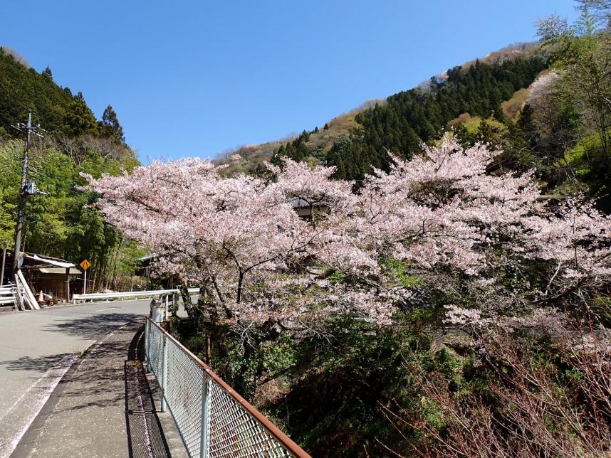和田バス停周辺のサクラ