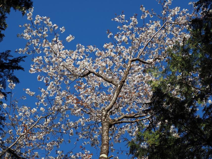 与瀬神社周辺のサクラ