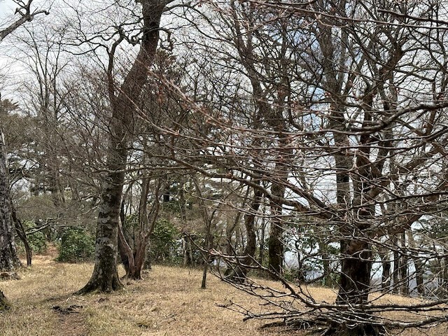 天王寺尾根　堂平分岐周辺