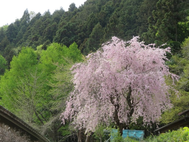 鎌沢登山口のサクラ