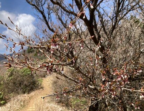 行者ヶ岳周辺標高約1100メートル