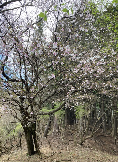 三ノ塔尾根　標高約800メートル