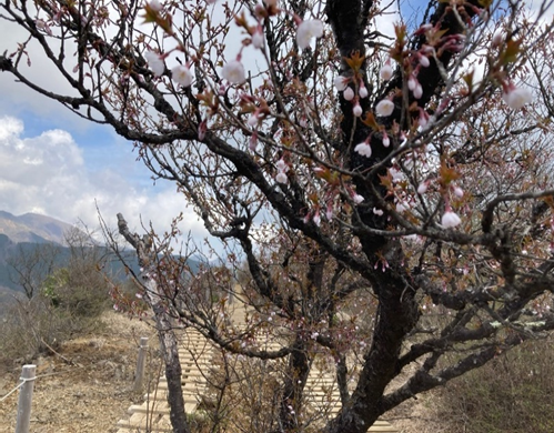 三ノ塔山頂周辺