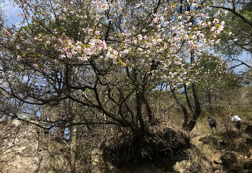 大倉尾根　天神尾根分岐と花立山荘の間