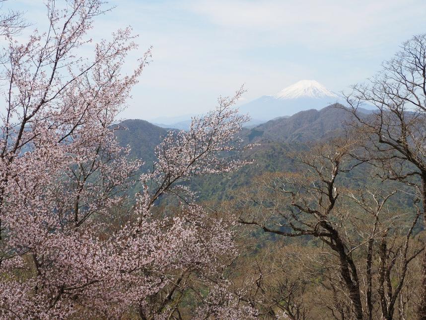 犬越路と熊笹ノ峰のヤマザクラ
