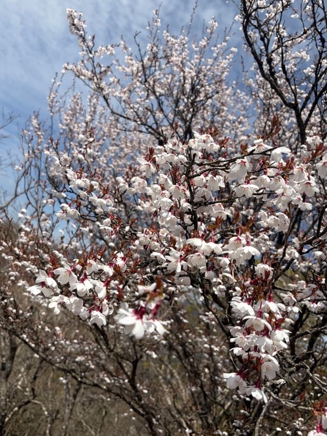 小丸山頂周辺のマメザクラ