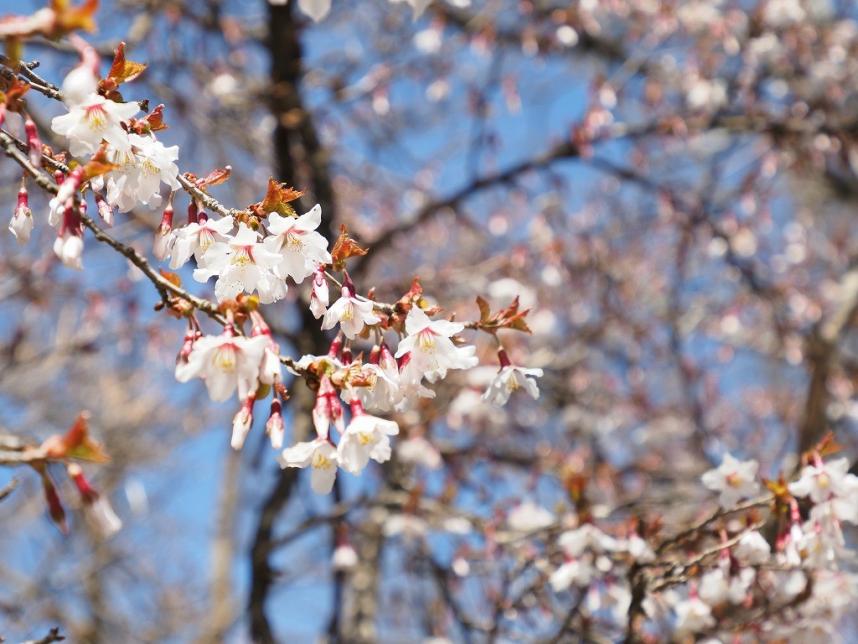 犬越路と熊笹ノ峰のマメザクラ