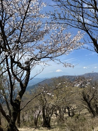 大山のマメザクラ