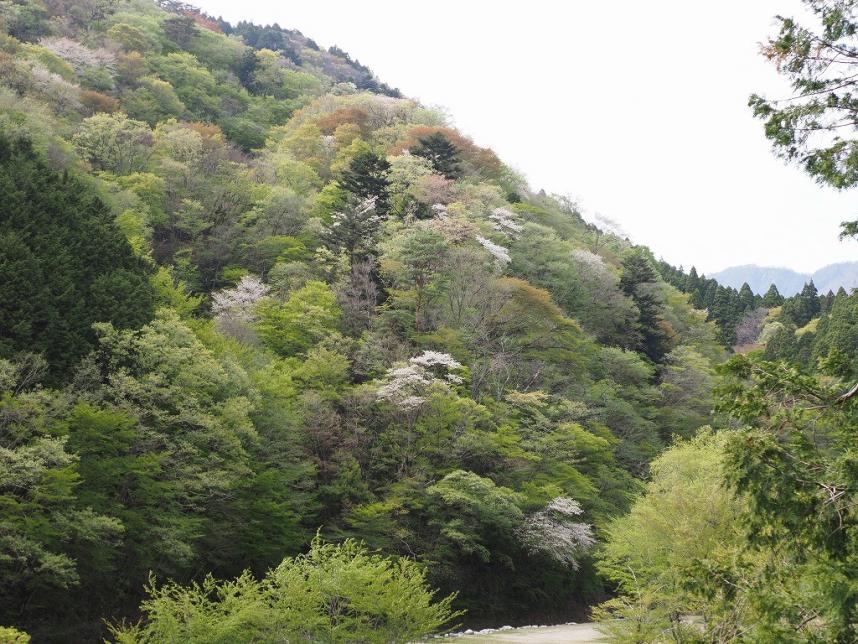 ツツジ新道登山口周辺