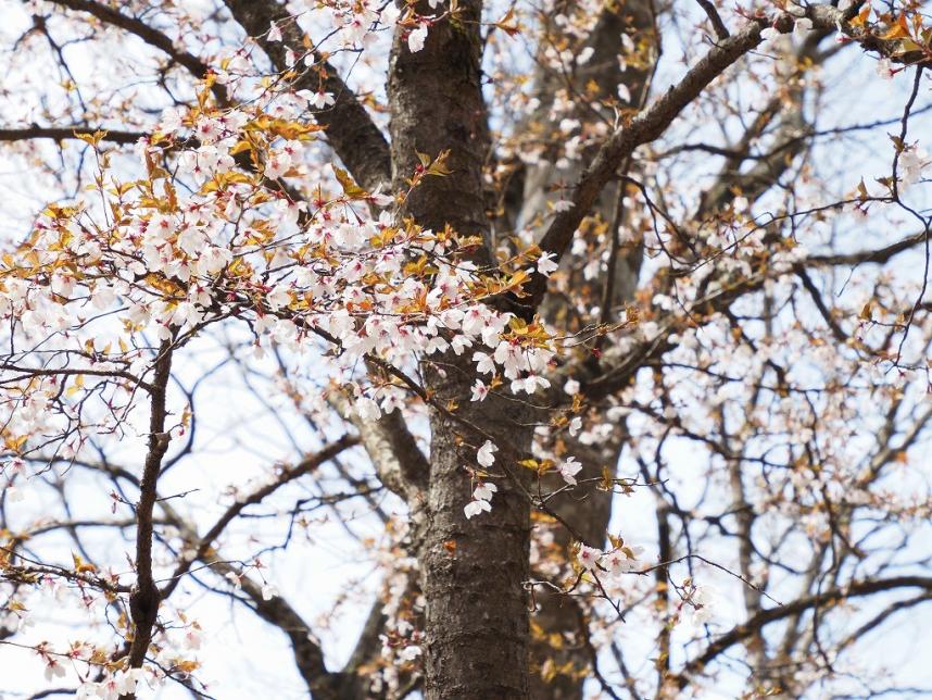 ツツジ新道のヤマザクラ